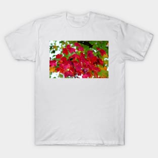 Red Leaves T-Shirt